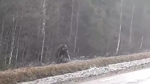 A bear attacking an elk in northern Sweden