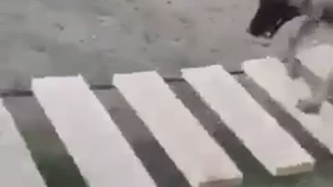 Dog standing