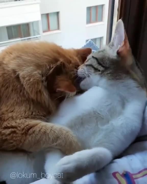 Love cats 🐈 🙏💙💜