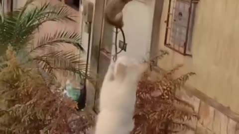 Animal doing funny things;;;