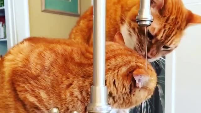Orange cats licking each other while water is dripping on them