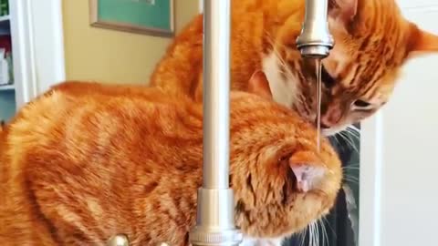 Orange cats licking each other while water is dripping on them