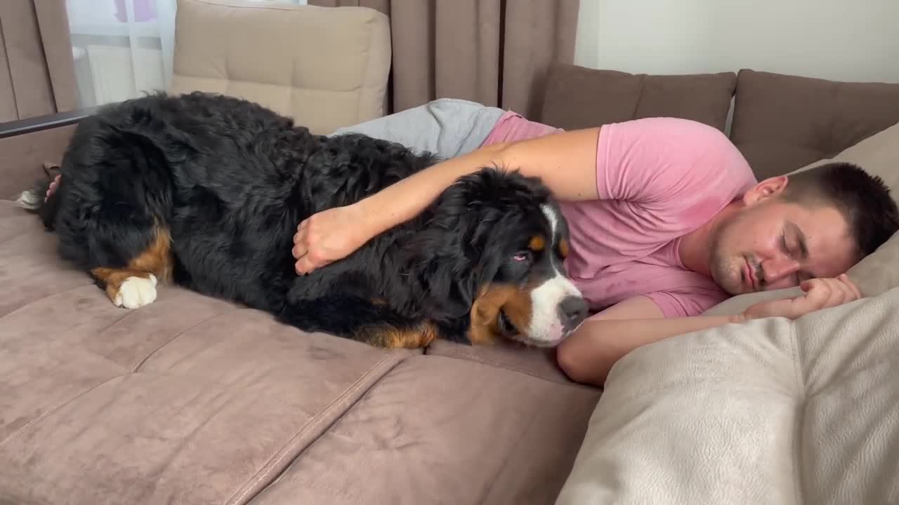 Bernese Mountain Dog Wakes Me Up