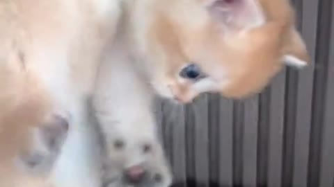 Funny cat. Must watch