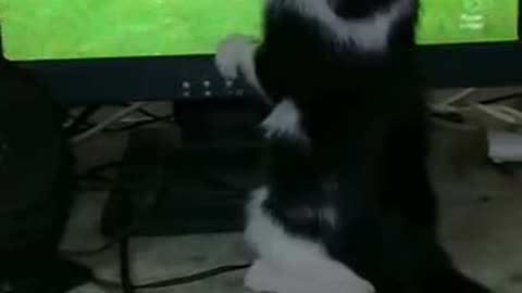 Adorable Cat Reactions To Liverpool Matches On Tv