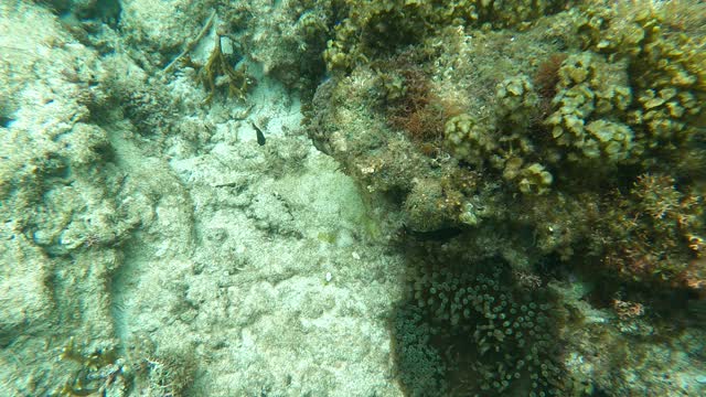 Clown Fish In Sea Anemone