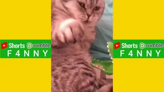 Cats Vs Snakes Playing Funny #Rumble