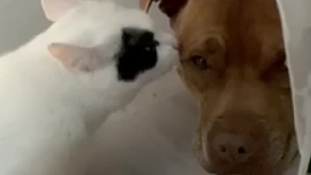 Cat Is Curious About The Cone