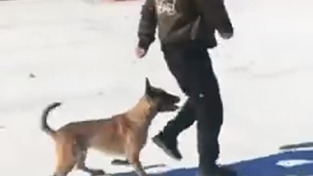 Doge training