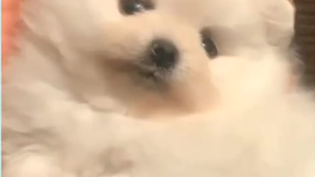 Best Funny Dogs Of The Month Try Not To Laugh Challenge 2021