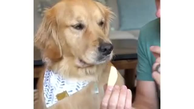 Funy Dog Video 😜😜😜 sots funy