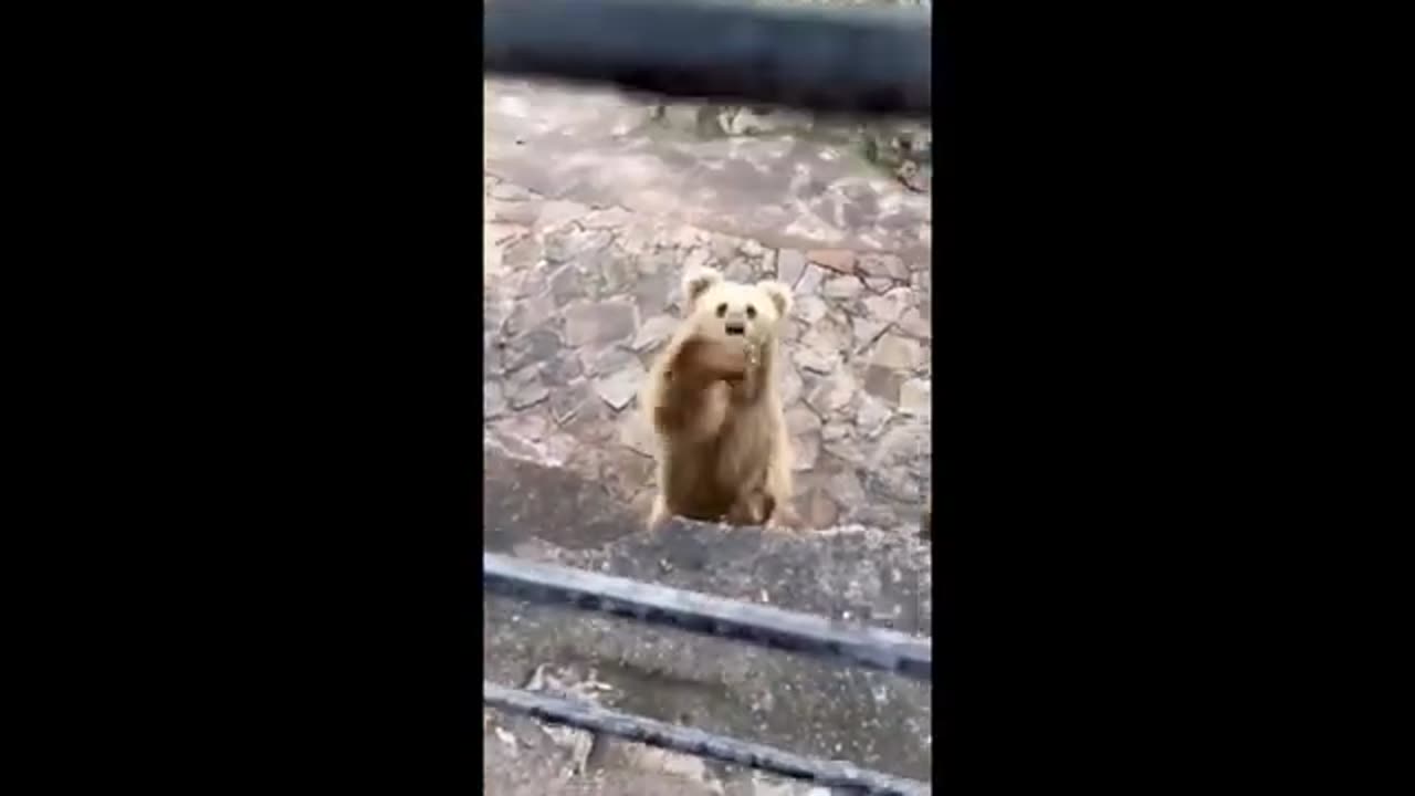 Funny animal video 2023