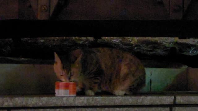 A street cat nibbling on the food