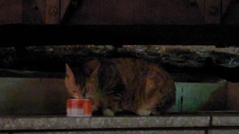 A street cat nibbling on the food