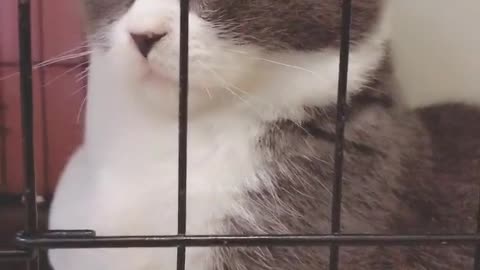 Cat jail! Just kidding. He just made a mistake, thinking about life in here