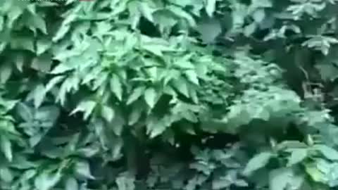 funny monkey video 2020 try not to laugh