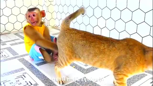 Adorable monkey plays much with cat and dog - Monkey Animals 034