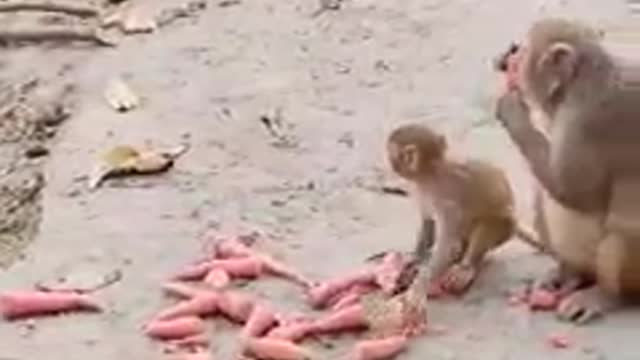 Monkey likes carrots