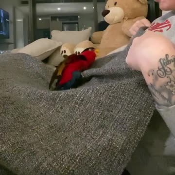 Kiwi parrot plays peekaboo with owner