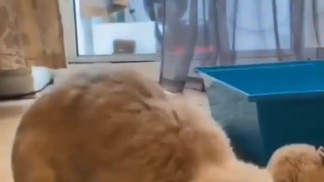 YOU cannot BELIEVE what the rabbit did![I AM LAUGHING OUT LOUD]