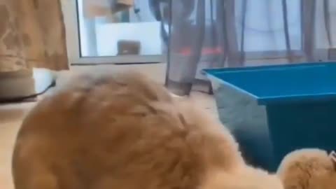 YOU cannot BELIEVE what the rabbit did![I AM LAUGHING OUT LOUD]