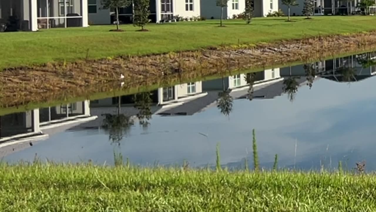 Bass jumping out of water at Lake Greer: 8-12-2024