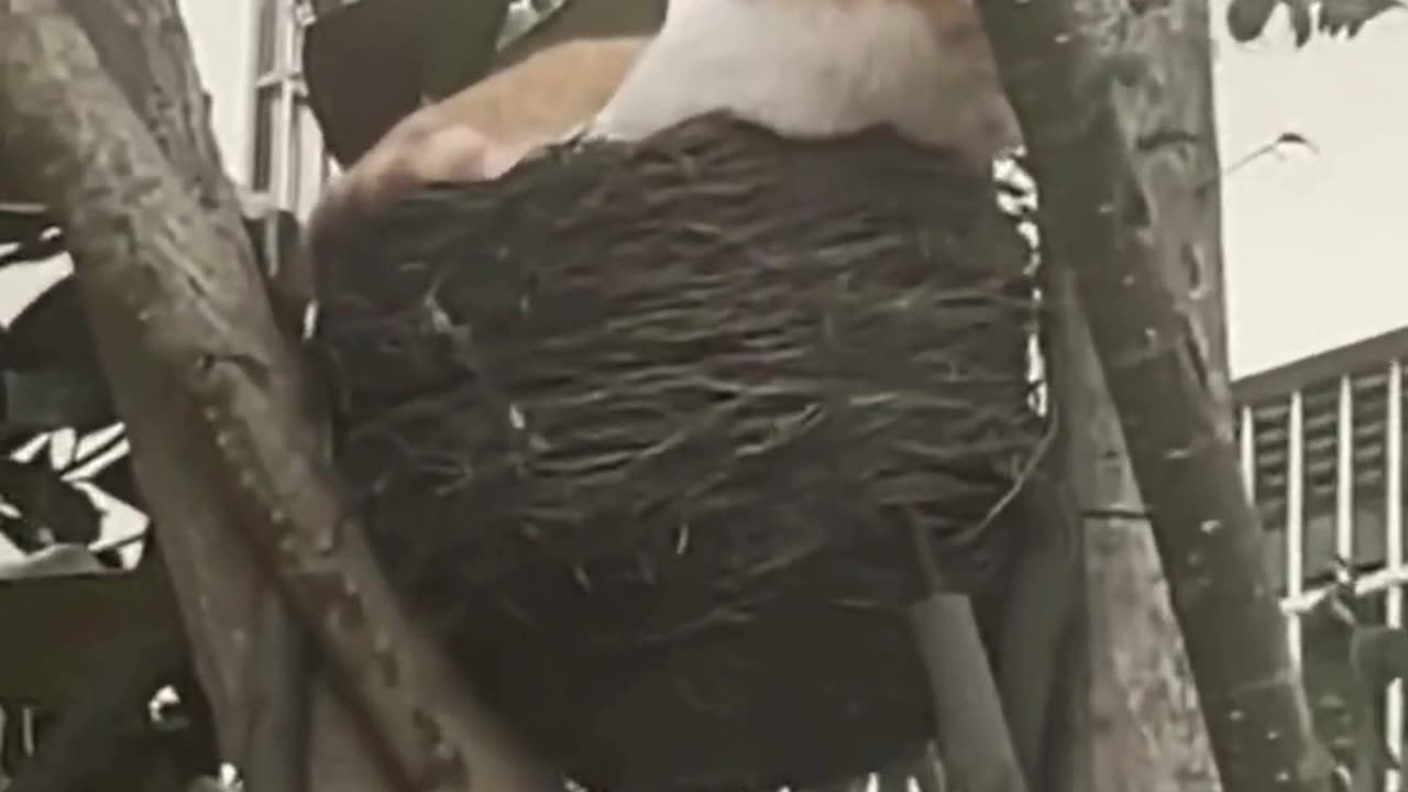 Funniest Cats Compilationš¹ #cats #shorts #viral #pets #reels