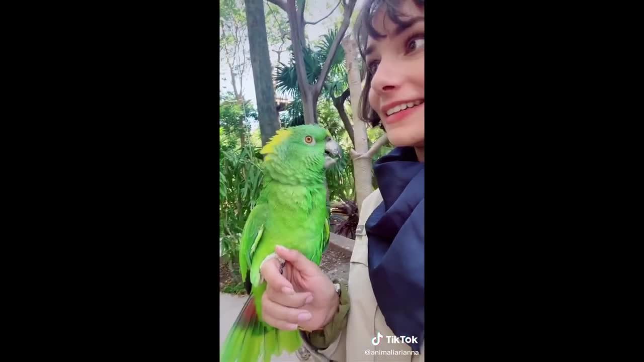 Funny and Cute Parrots Compilation 2021