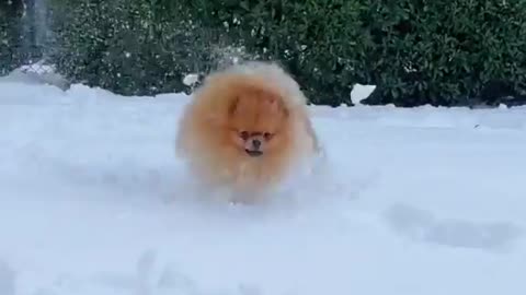 When you Dog LOVES the Snow