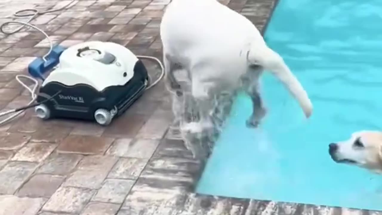 "Playful dogs jumping into pool."