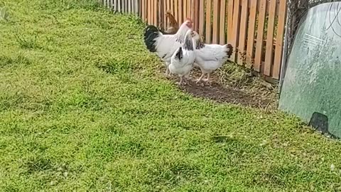 Hen funny video