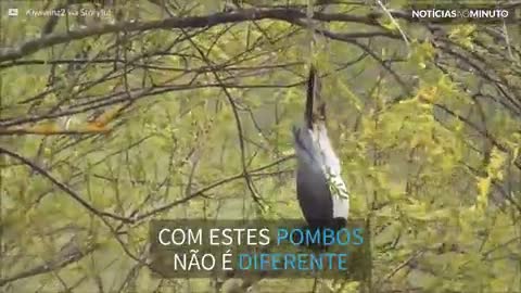 Pombo doido! Ave se pendura de cabeça para baixo em árvore