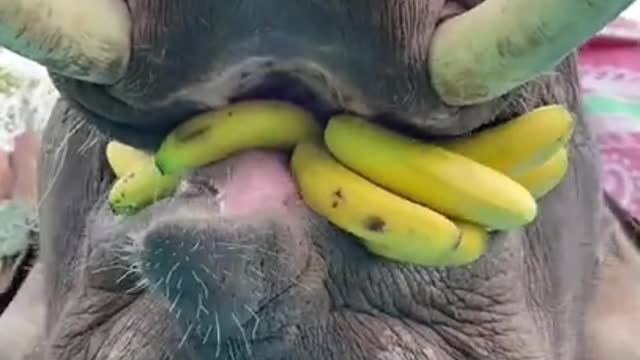 Hungry Baby Elephant Taking Huge Hand Of Bananas To Eat In One Go