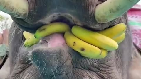 Hungry Baby Elephant Taking Huge Hand Of Bananas To Eat In One Go