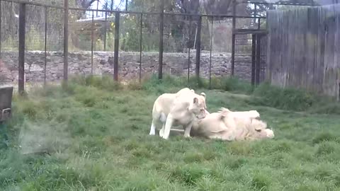 Affectionate lions