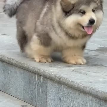 Cutecute puppy