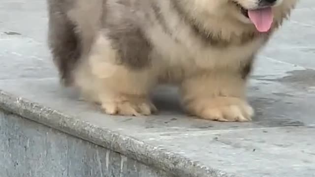 Cutecute puppy