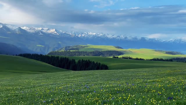 Beautiful grassland