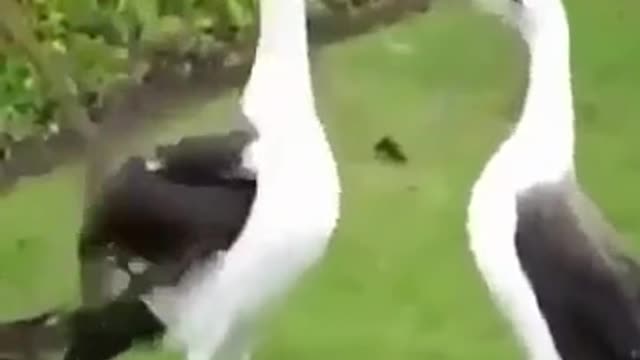Funny with each other