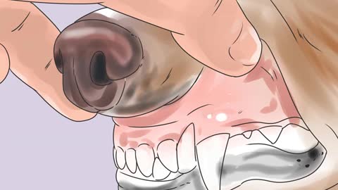 How to Tell Distemper Symptoms in Dogs