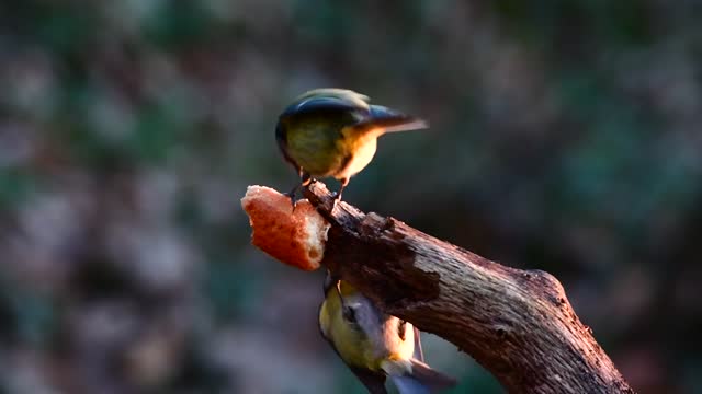 Un oiseau est un animal tétrapode (à quatre membres