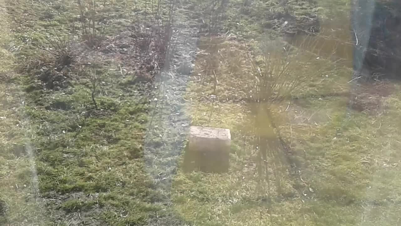 Kolejne ciekawostki o ptakach