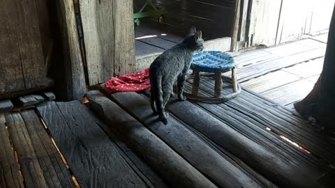 Cats and cats want to find food