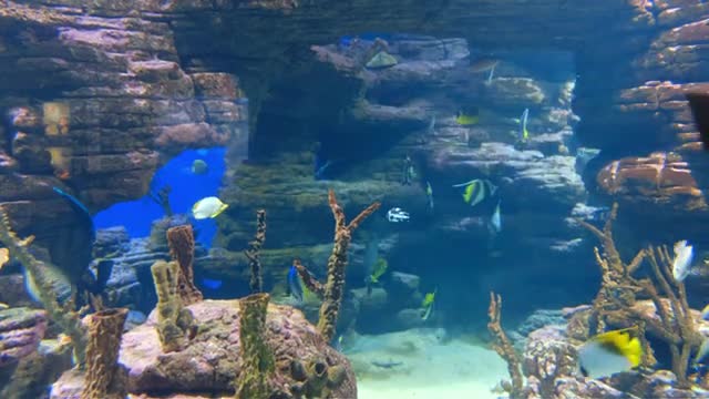 FISH_VIDEO __ROYALTY_FREE_VIDEO___HD_VIDEOS