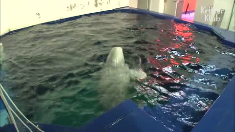 Beluga whale has a crush a cute zookeeper