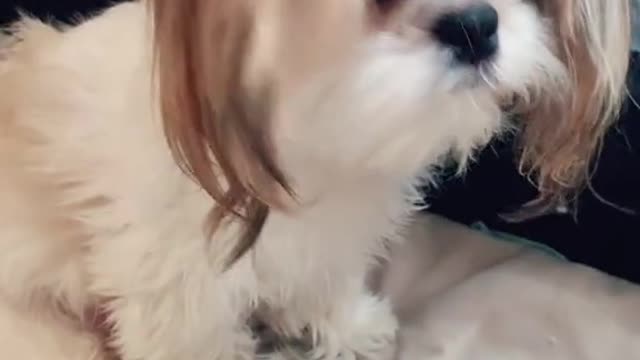 Shih Tzu Watches Over Sleeping Puppies