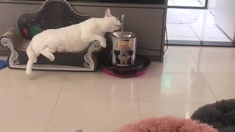 Cat Living Its Best Life