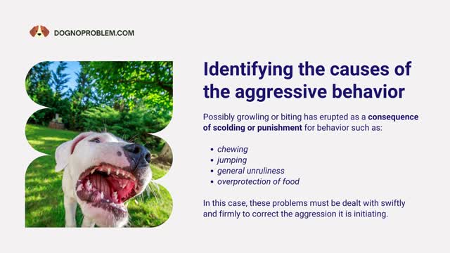 *** Dog Aggression Toward His Owners - Most Effective Ways To Overcome Dog Aggression's Problem