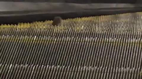 Rat trying to go up escalator the wrong way