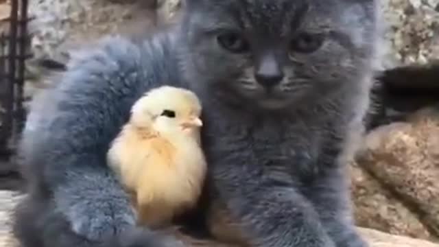 Love between cat and chicks